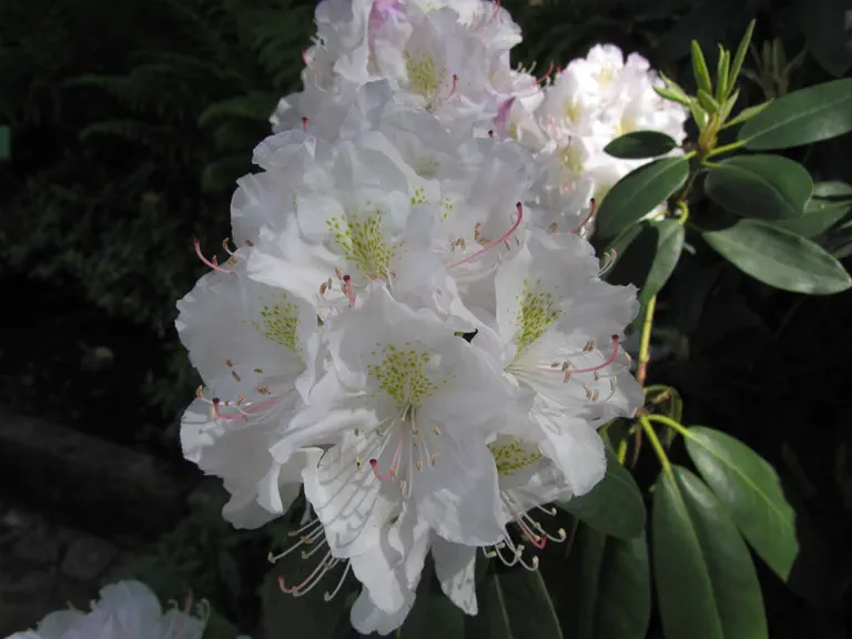 Photo of R. 'Hero', Rhododendron Hybrid