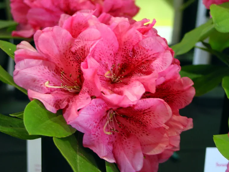 Photo of R. 'Gigi', Rhododendron Hybrid