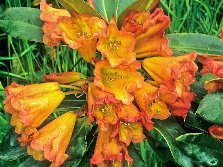 Photo of R. 'Orange Marmalade', Rhododendron Hybrid