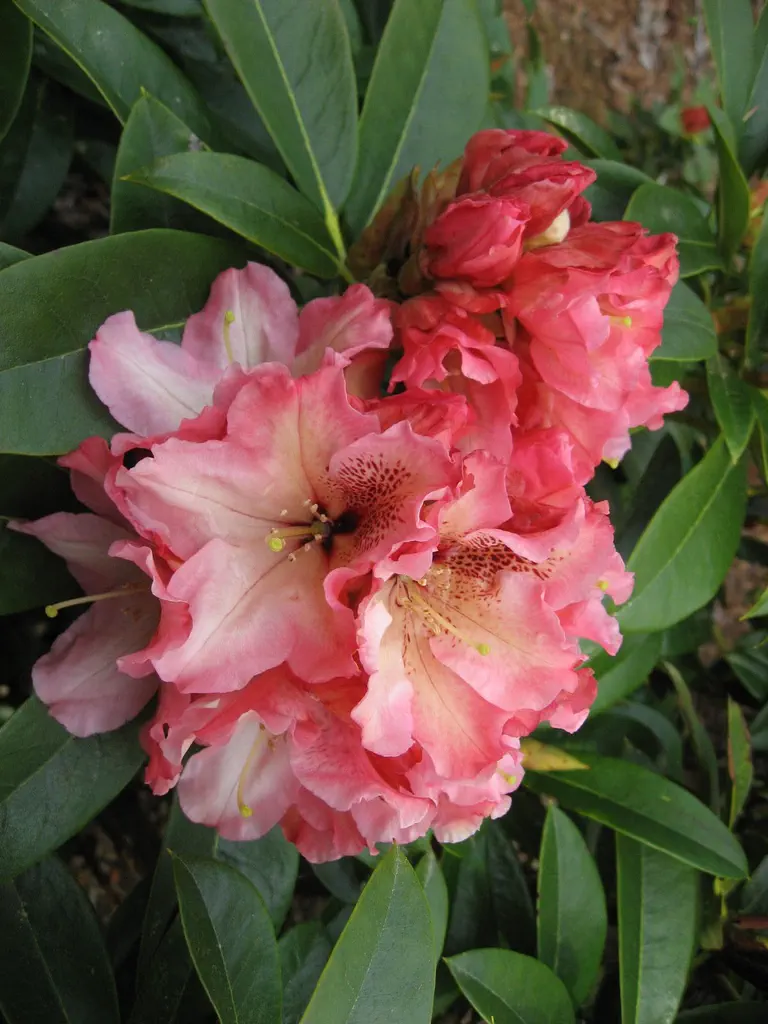 Photo of R. 'Silk Ribbon', Rhododendron Hybrid