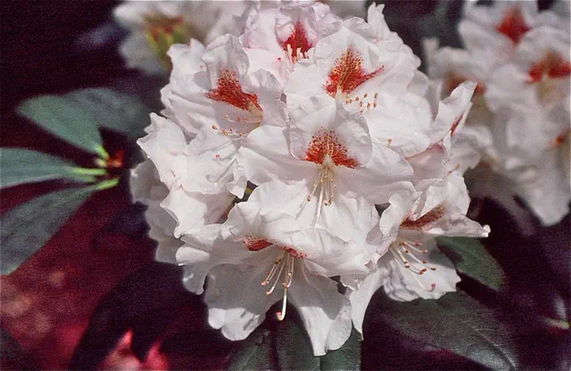 Photo of R. 'White Cinnamon', Rhododendron Hybrid