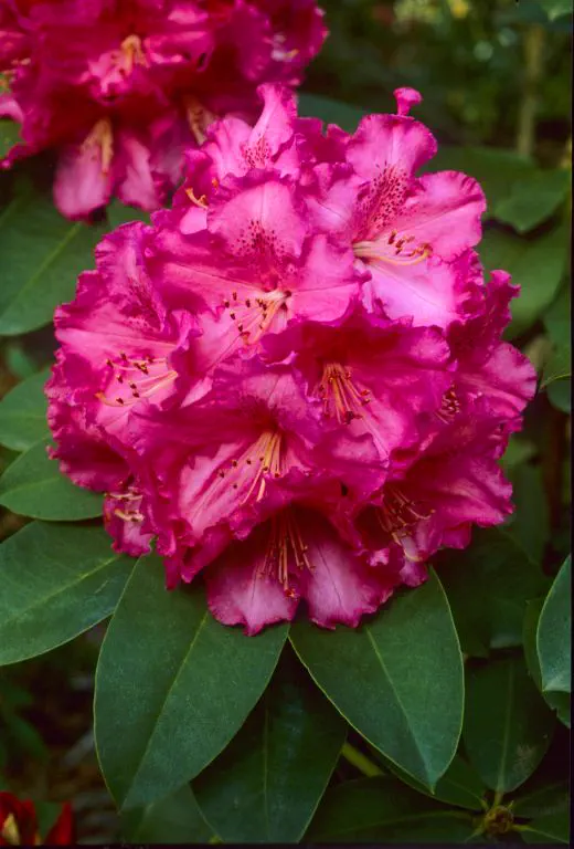 Photo of R. 'Very Berry', Rhododendron Hybrid