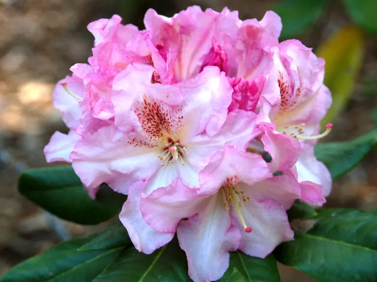Photo of R. 'Voluptuous', Rhododendron Hybrid