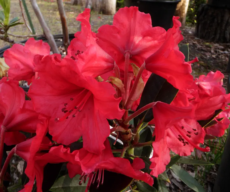 Photo of R. 'Vulcan Tetraploid', Rhododendron Hybrid