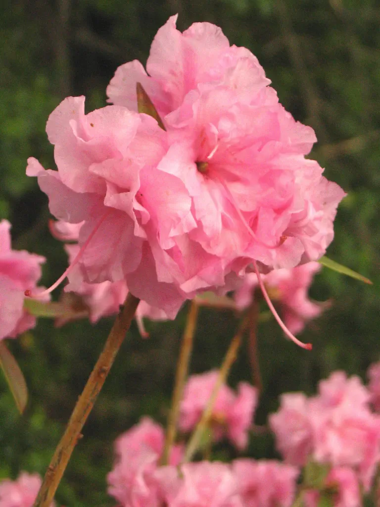 Photo of R. 'Weston's Pink Diamond', Rhododendron Hybrid