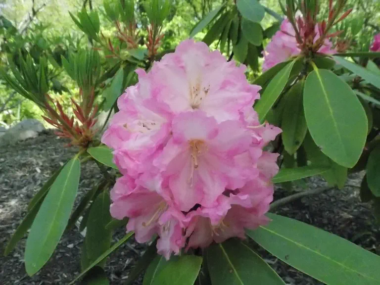 Photo of R. 'Wheatley', Rhododendron Hybrid