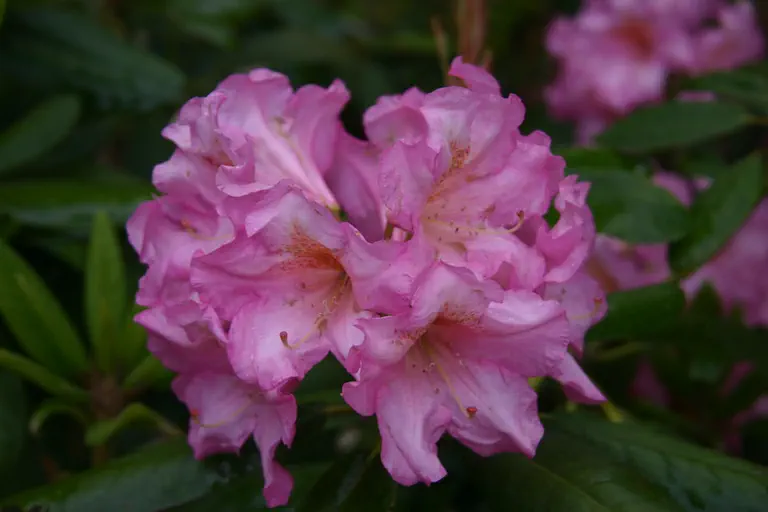 Photo of R. 'Westbury', Rhododendron Hybrid