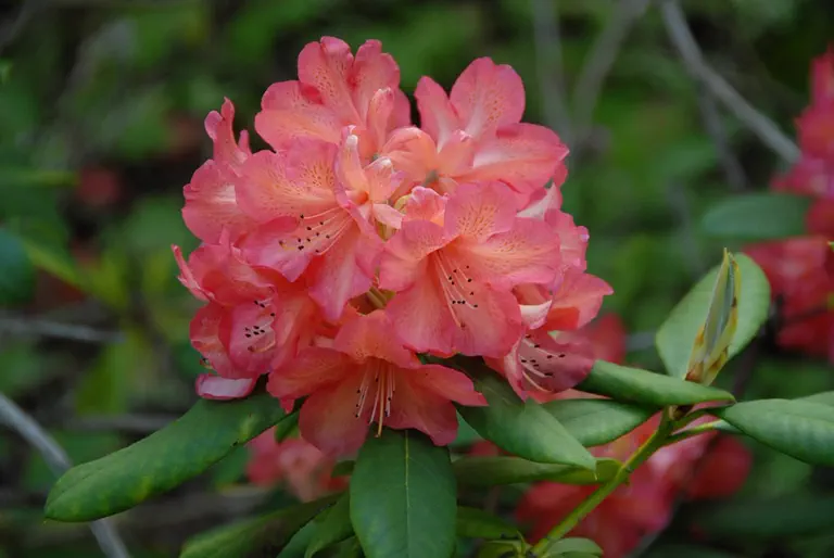 Photo of R. 'Whitney’s Orange', Rhododendron Hybrid