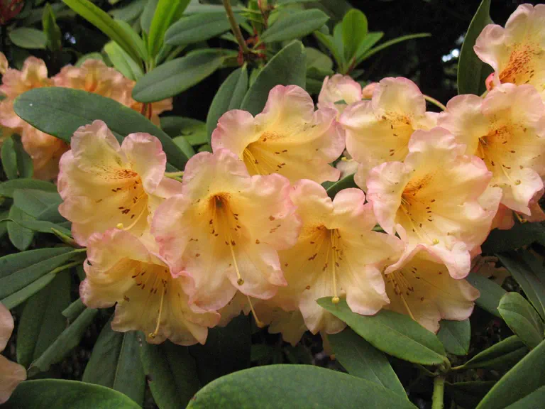 Photo of R. 'Wickiup', Rhododendron Hybrid