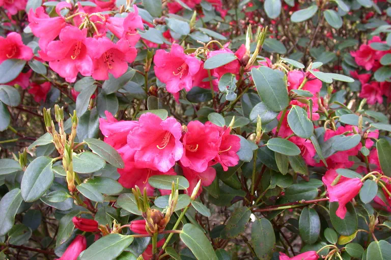 Photo of R. 'Humming Bird Group', Rhododendron Cultivar group