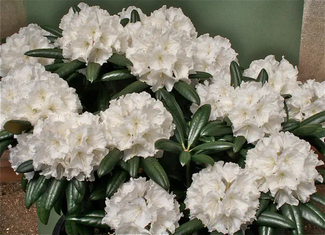 Photo of R. 'Winter Morn', Rhododendron Hybrid
