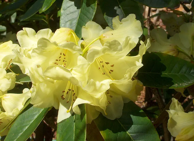 Photo of R. 'High Gold', Rhododendron Hybrid