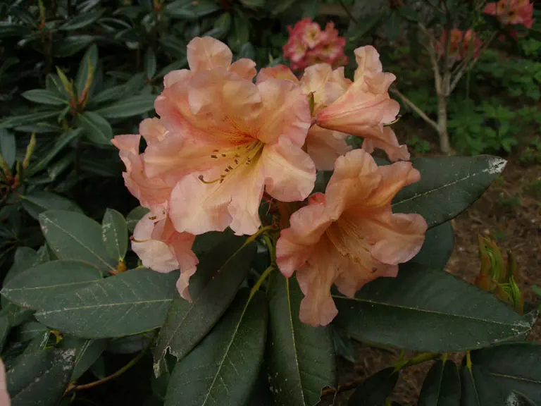 Photo of R. 'Pumpkin Ridge', Rhododendron Hybrid