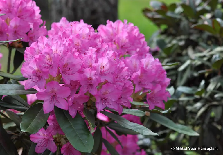 Photo of R. 'King Tut', Rhododendron Hybrid