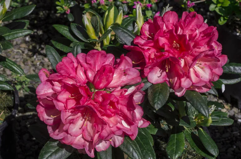 Photo of R. 'Yummy Yak', Rhododendron Hybrid