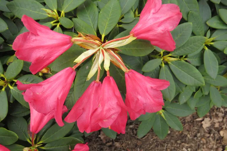 Photo of R. 'Gertrud Schäle', Rhododendron Hybrid