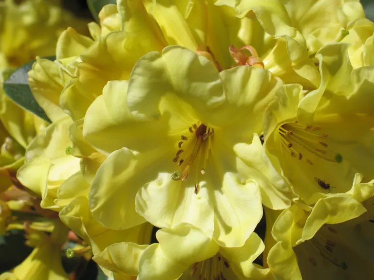 Photo of R. 'Saffron Silk', Rhododendron Hybrid