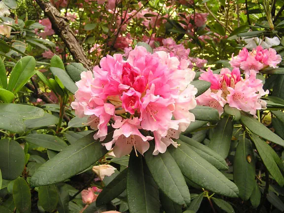 Photo of R. 'Sammamish', Rhododendron Hybrid