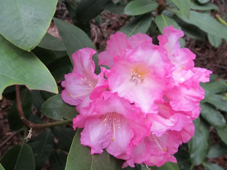 Photo of R. 'Sandwich Apple Blossom', Rhododendron Hybrid