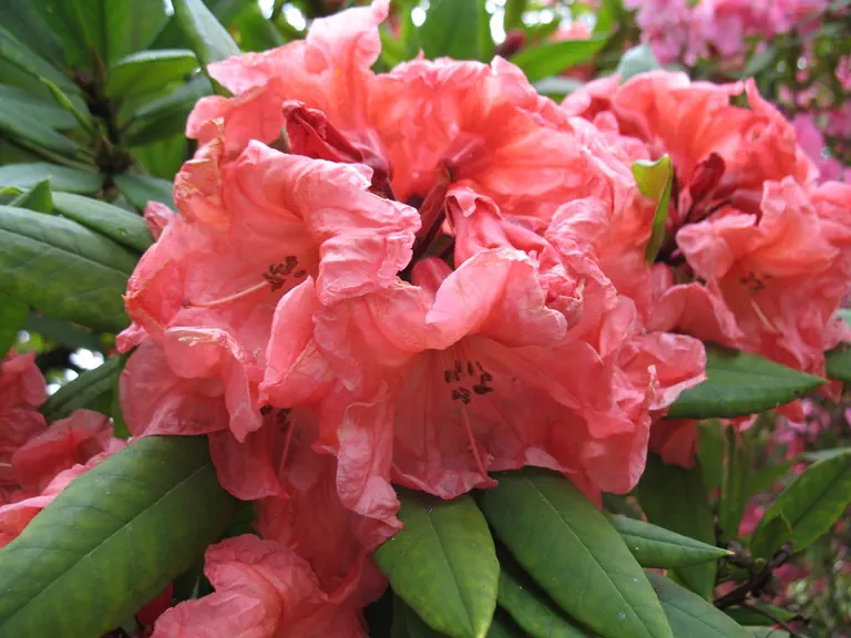 Photo of R. 'Whitney Late Orange', Rhododendron Hybrid