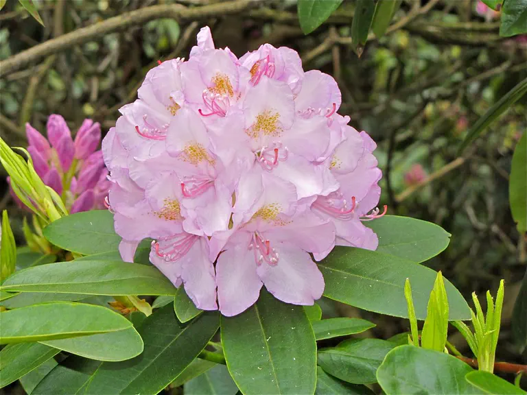 Photo of R. 'Album Novum', Rhododendron Hybrid