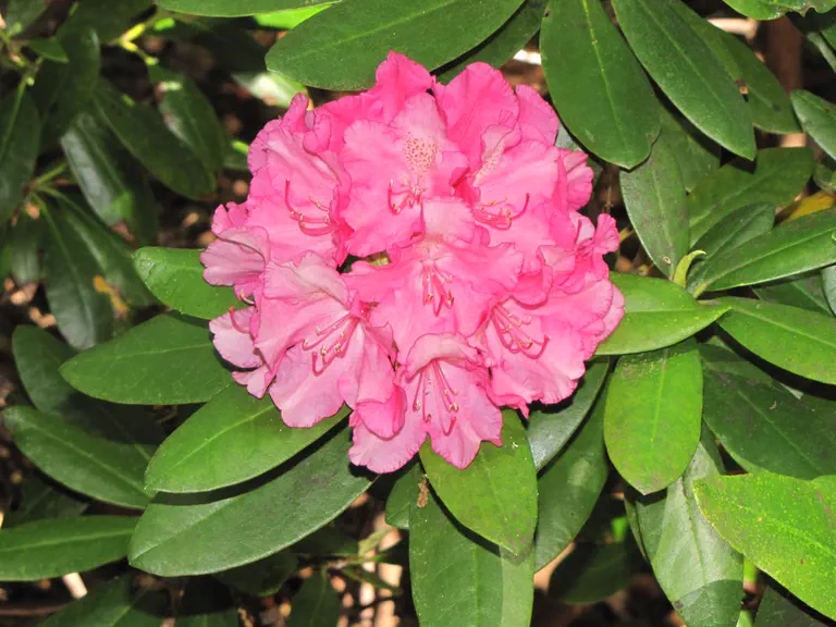 Photo of R. 'Agateen', Rhododendron Hybrid
