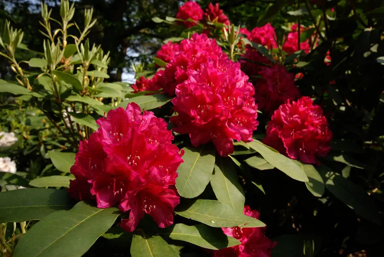 Photo of R. 'Henriette Sargent', Rhododendron Hybrid