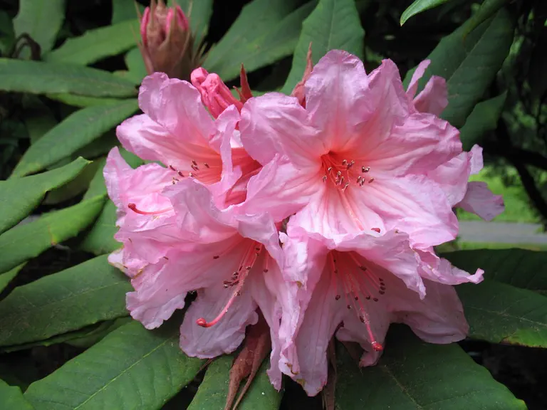 Photo of R. 'Aladdin', Rhododendron Hybrid