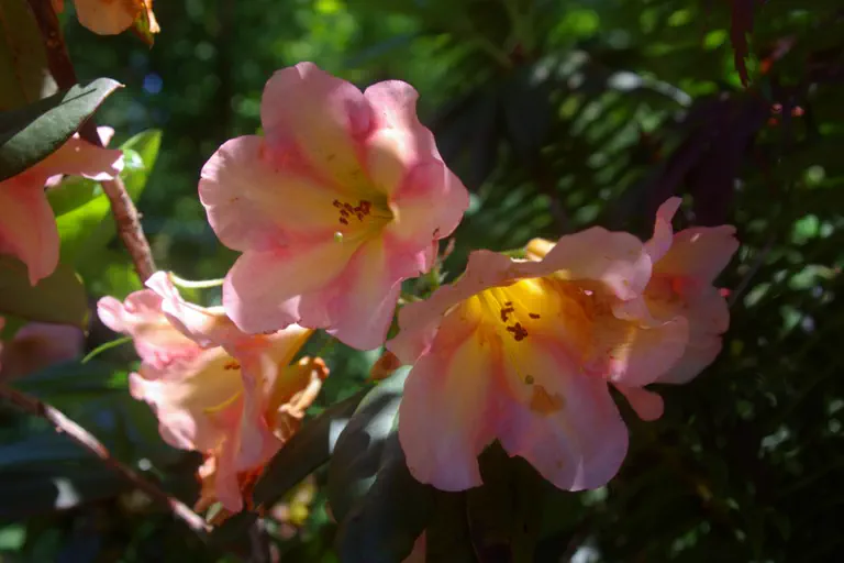 Photo of R. 'Darigold', Rhododendron Hybrid