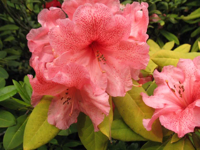 Photo of R. 'Brandt'sTropicana', Rhododendron Hybrid