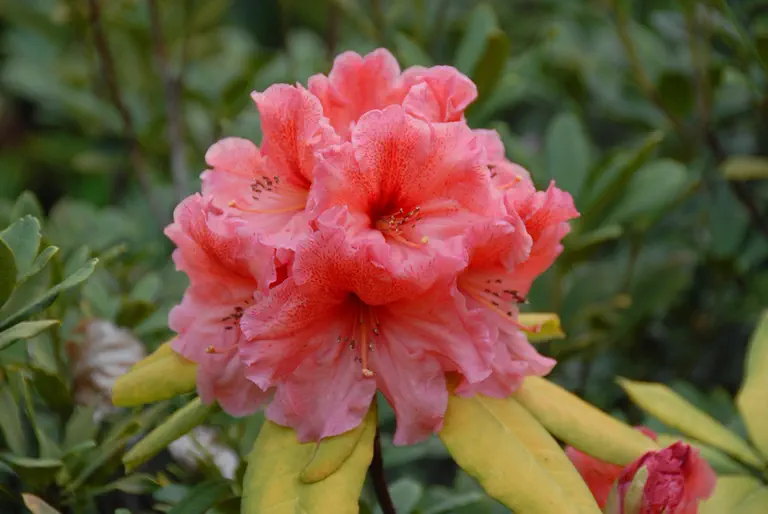 Rhododendron Brandt'sTropicana photo