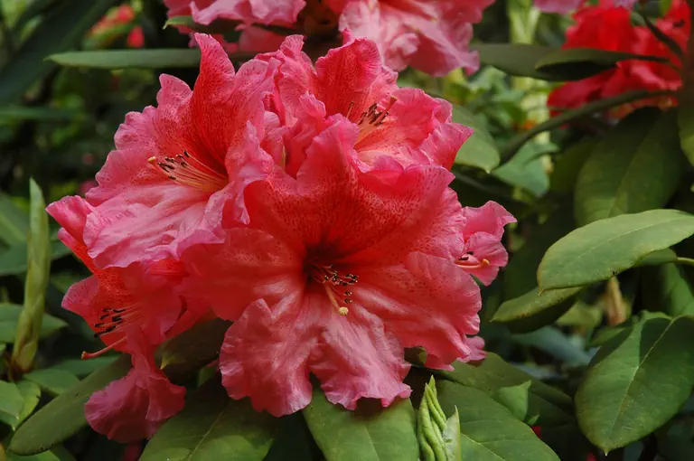 Rhododendron Brandt'sTropicana photo