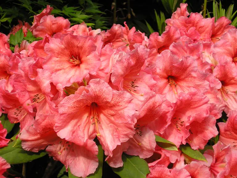Rhododendron Brandt'sTropicana photo