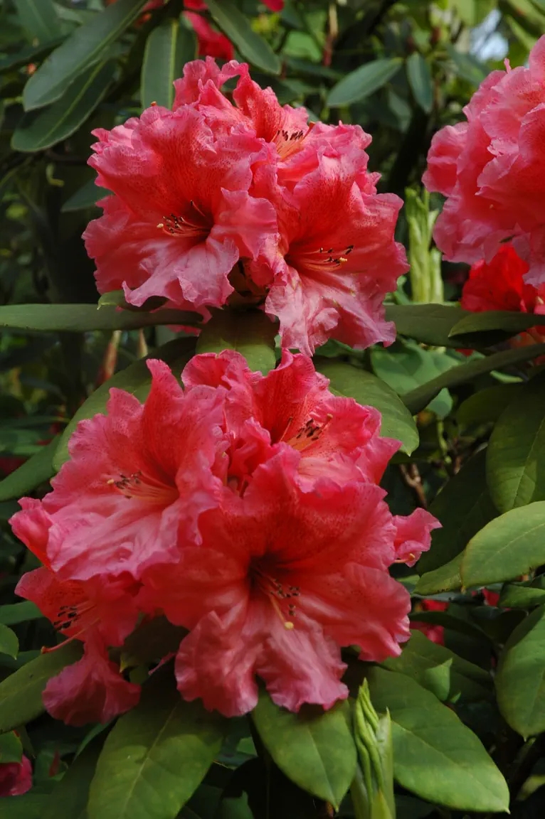 Rhododendron Brandt'sTropicana photo