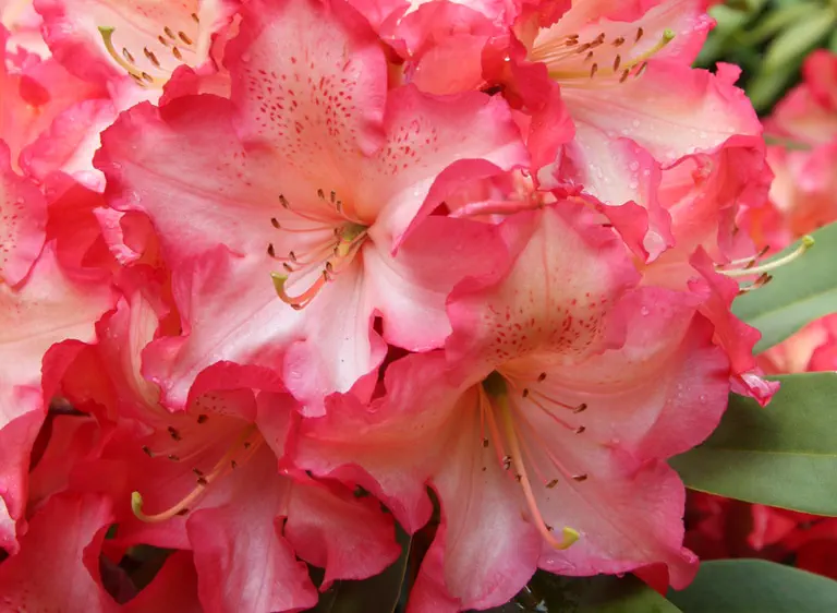 Photo of R. 'Cathy Harper', Rhododendron Hybrid