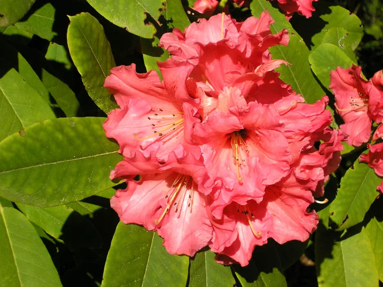 Photo of R. 'Kubla Khan', Rhododendron Hybrid