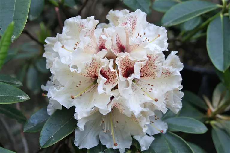 Photo of R. 'Rocky Point', Rhododendron Hybrid