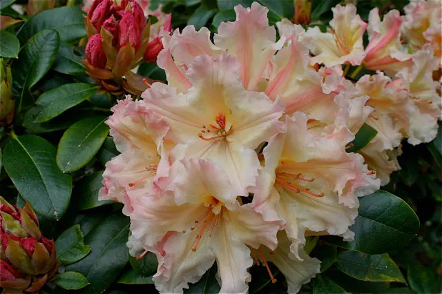 Photo of R. 'Glenna', Rhododendron Hybrid