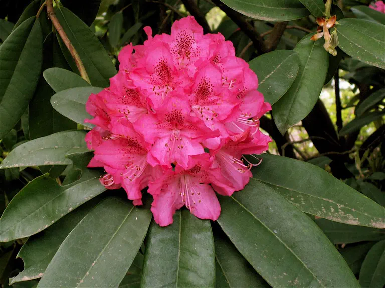 Photo of R. 'Broughtonii', Rhododendron Hybrid