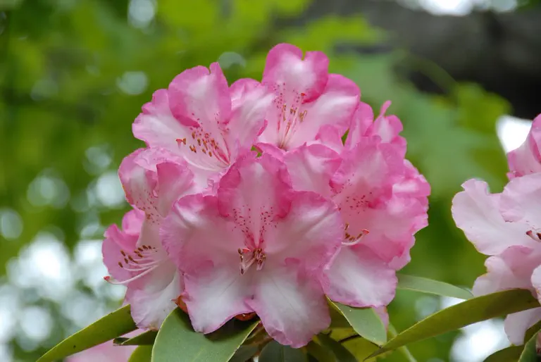 Photo of R. 'Pink Walloper', Rhododendron Hybrid