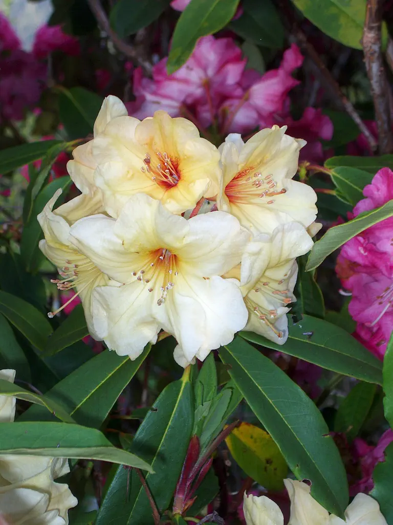 Photo of R. 'Skipper', Rhododendron Hybrid