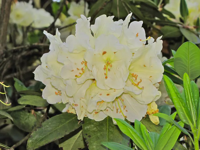Photo of R. 'Adriaan Koster', Rhododendron Hybrid