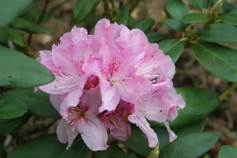 Photo of R. 'Cheer', Rhododendron Hybrid
