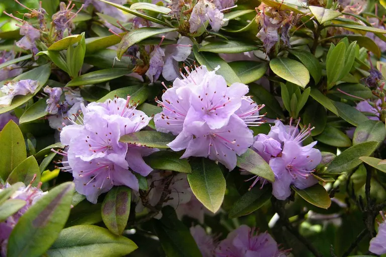 Photo of R. 'Faisa', Rhododendron Hybrid