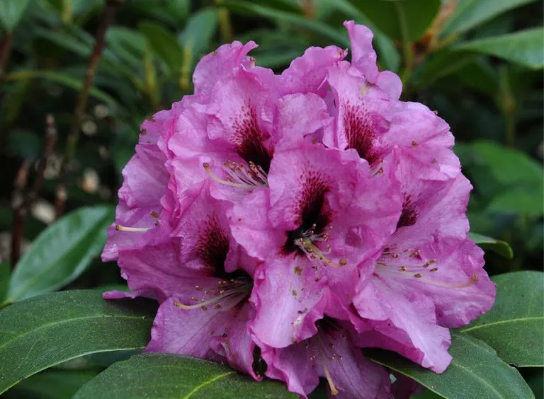 Photo of R. 'Hachmann's Ornament', Rhododendron Hybrid