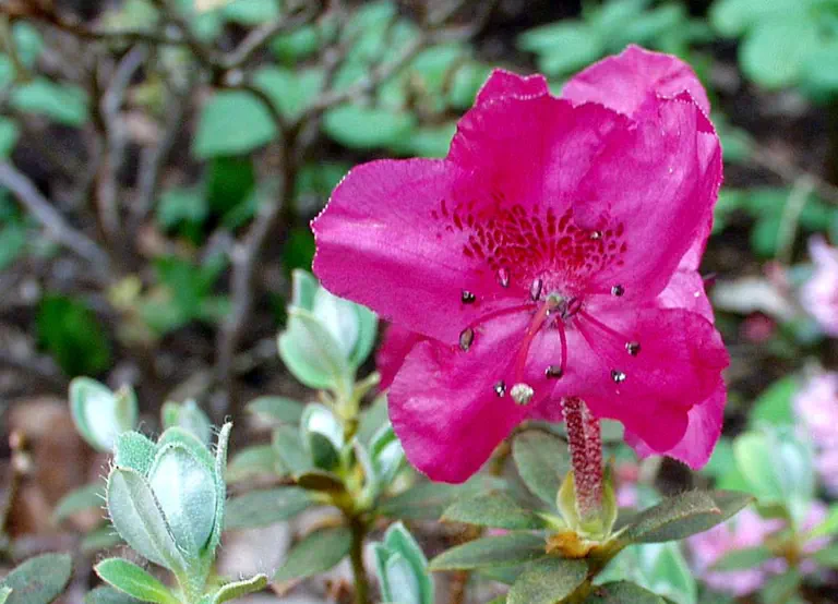 Photo of R. calostrotum ssp calostrotum 'Gigha', Rhododendron Species Selection