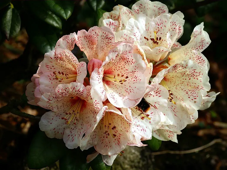 Photo of R. 'Hille', Rhododendron Hybrid