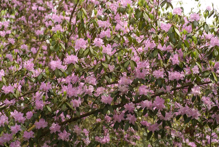 Photo of R. davidsonianum 'Lucky Hit', Rhododendron Species Selection