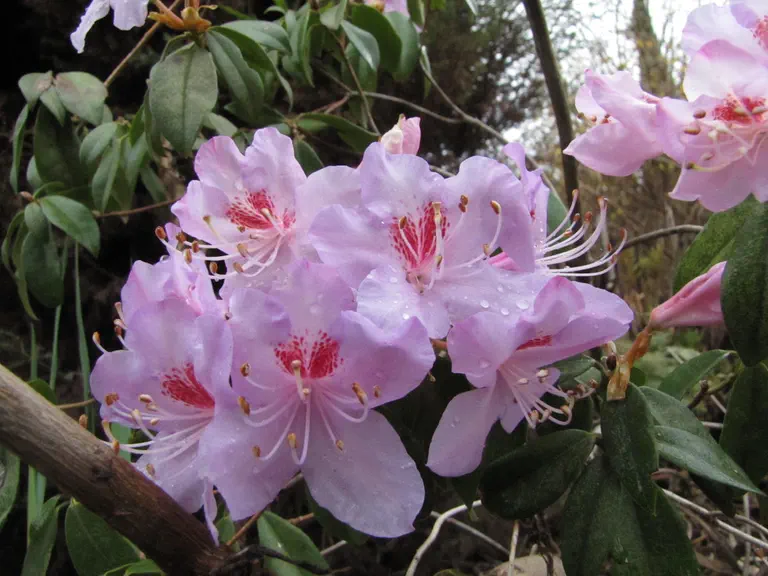 Photo of R. 'Star Trek', Rhododendron Hybrid