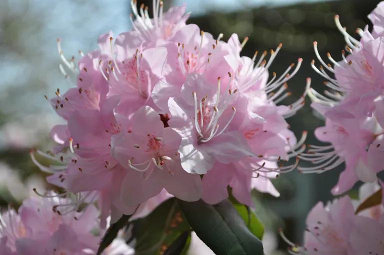 Photo of R. davidsonianum 'Serenade', Rhododendron Species Selection
